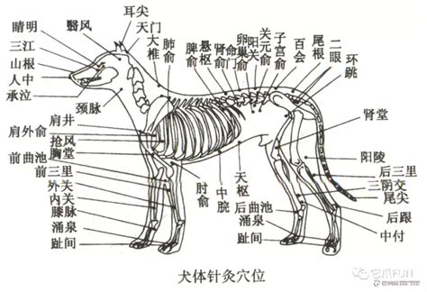 狗穴|兽医知识课堂｜犬的头、颈部穴位及其相关图